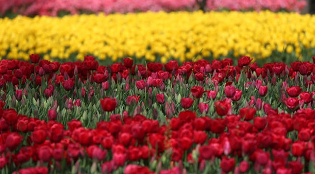 Bursa’da parklara 5 milyon çiçek ekildi