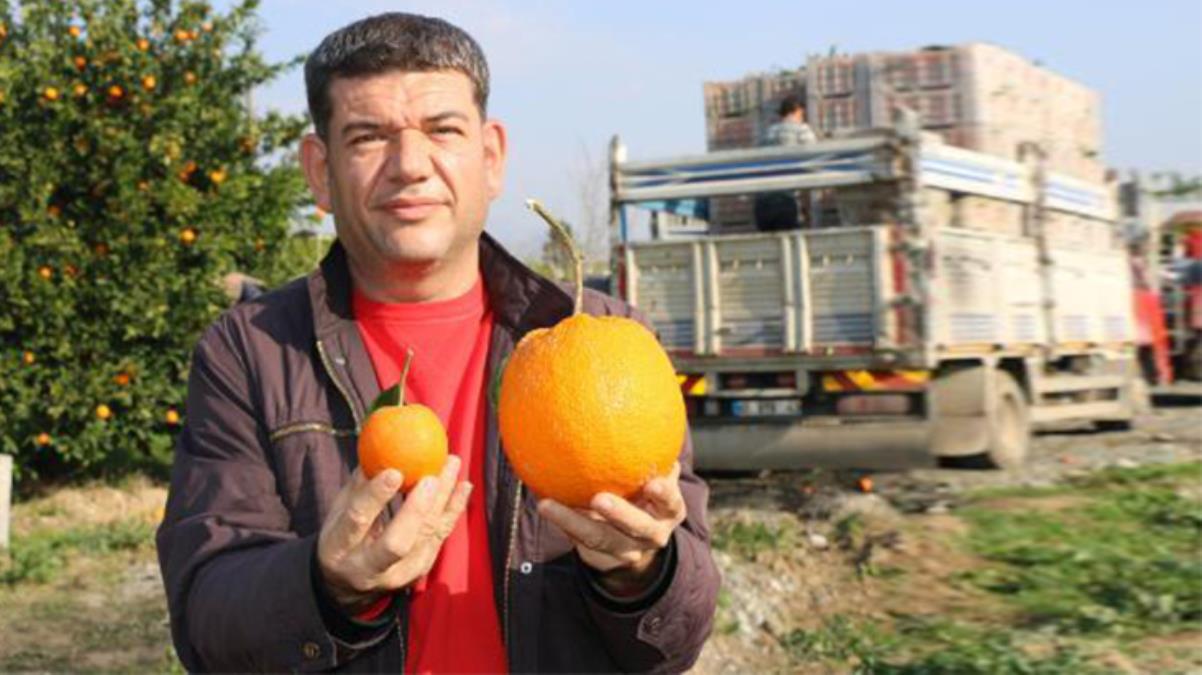1 kilo 260 gramlık dev portakal görenleri şaşırttı