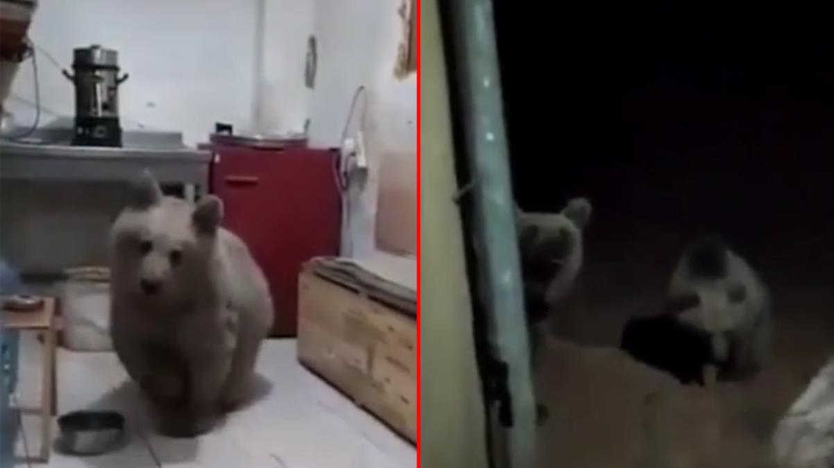 Evine giren ayıları ‘Biz yiyemedik siz yiyin’ diyerek dışarı çıkardı! Video sosyal medyada ses getirdi