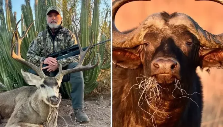 ABD’li milyarder avcı, 1.5 tonluk buffalo tarafından öldürüldü