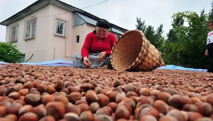 Fındık alım fiyatı belli oldu